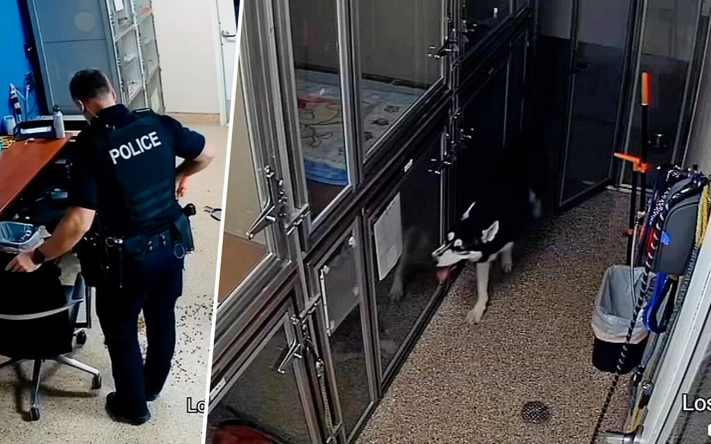 Ahne ja määrätietoinen koira laukaisi murto­hälyttimen – Poliisin reaktio yllätti Yhdysvalloissa