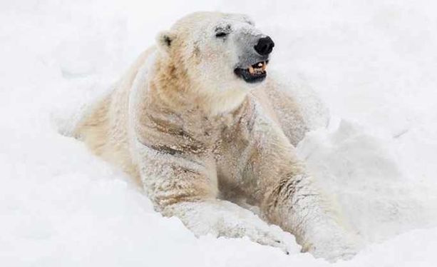 Eläinpuisto julkaisi kuvan, joka on otettu Nordista viime helmikuussa. Toimitusjohtaja kertoo, että Nord rakasti lunta.