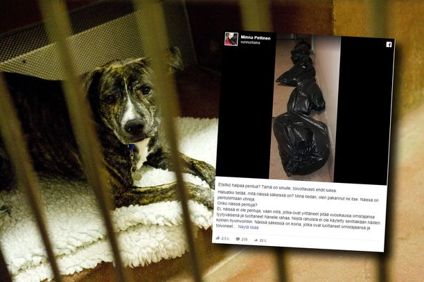 Eläinsuojeluneuvojan Facebook-päivitystä on jaettu jo yli 20 000 kertaa. Kuvassa vasemmalla oleva koira ei liity tapaukseen.