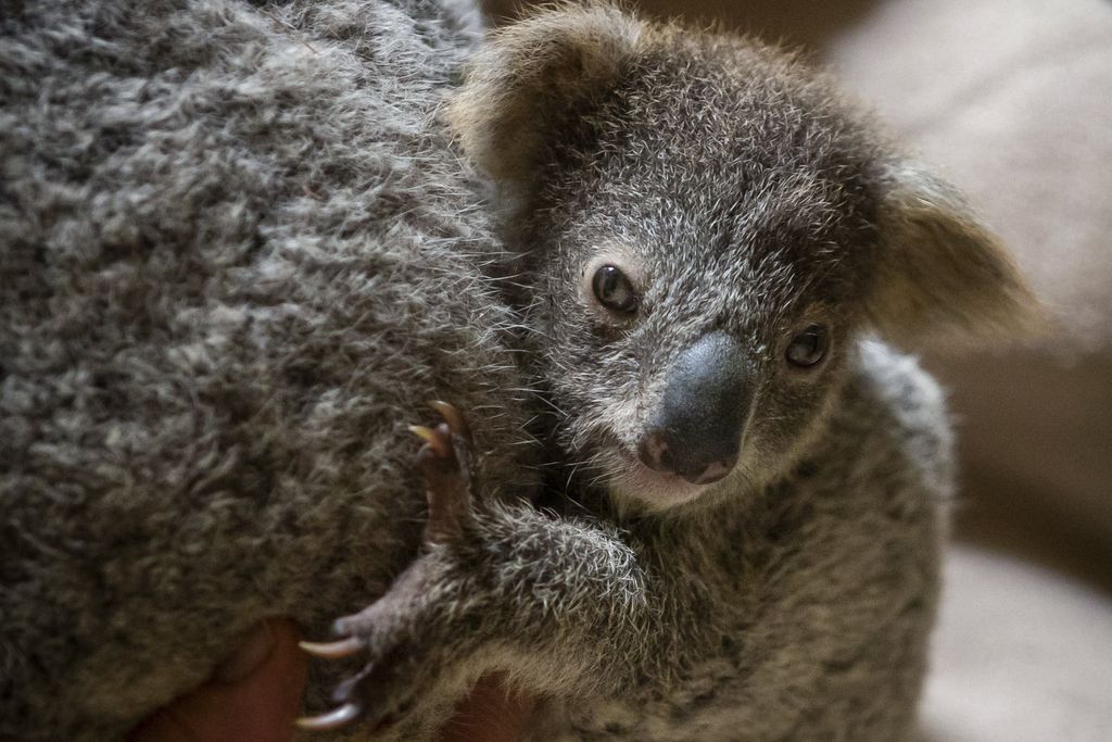 Koira pelasti yli sata koalaa Australiassa