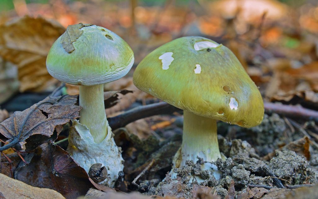 Suomessa kasvaa erittäin myrkyllinen sieni – Näin tunnistat