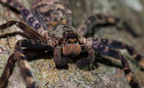 Ruokalautasta suurempi hämähäkki piti pariskuntaa vankinaan asunnossa  Australiassa
