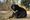Noin metrin pituinen aasian mustakarhu jalottelee pitkin olympialaisia.