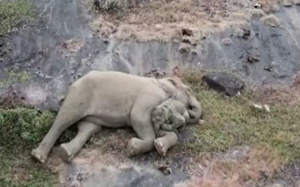 Voi rakkaus! Näin eksynyt pikku elefantti pääsi äitinsä syliin – Katso video
