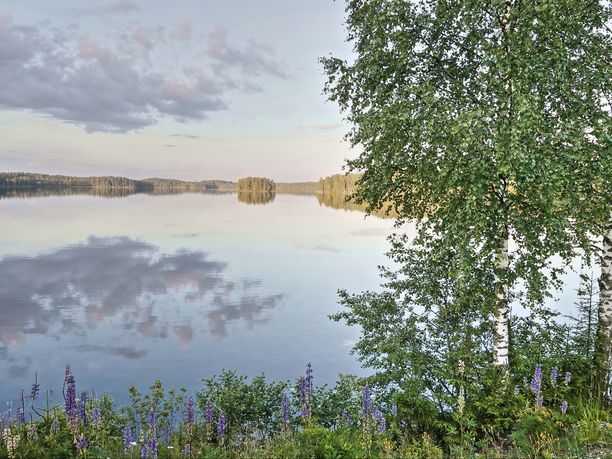 Löytöjärven kelit olivat kauniit juhannusiltana 2016. Miten käy tänä vuonna?