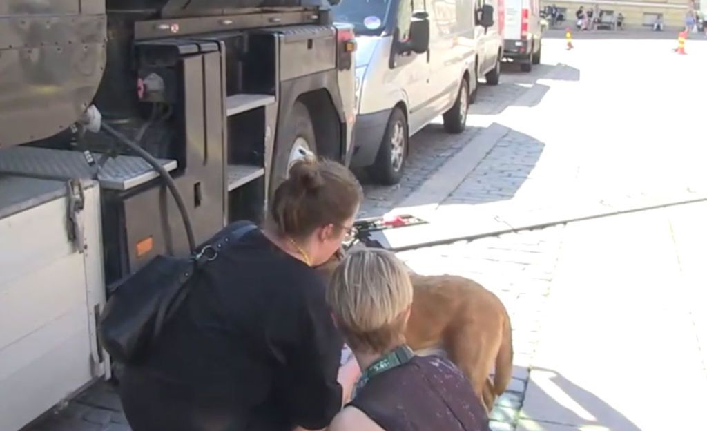 Megahelle oli koitua koiran kohtaloksi Helsingin mielenilmauksessa - sivullinen pelasti