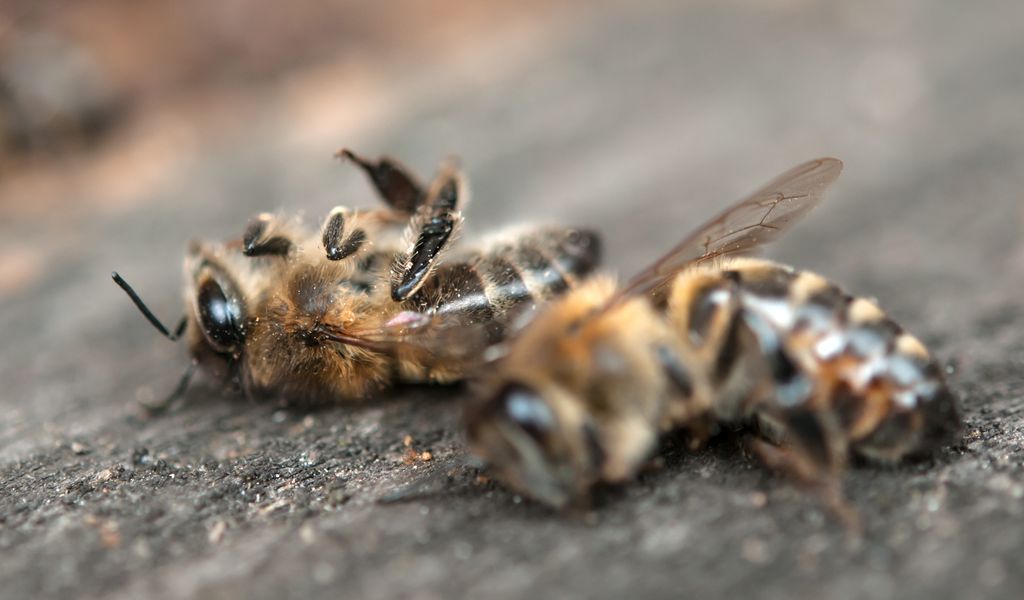 Uusi tutkimus: Uusi tutkimus: voimajohdot ovat yhtenä syynä mehiläiskatoon