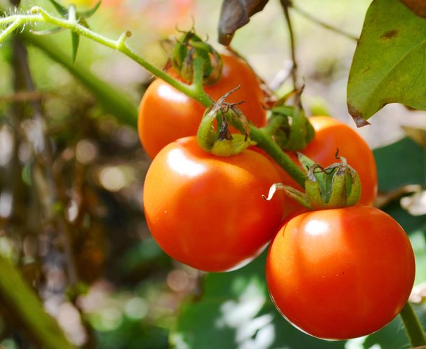 Tomaatin kasvatus - näin saat tomaattisadon onnistumaan