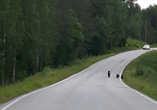 Kolme karhunpentua havaittiin maantiellä Joensuun seudulla.