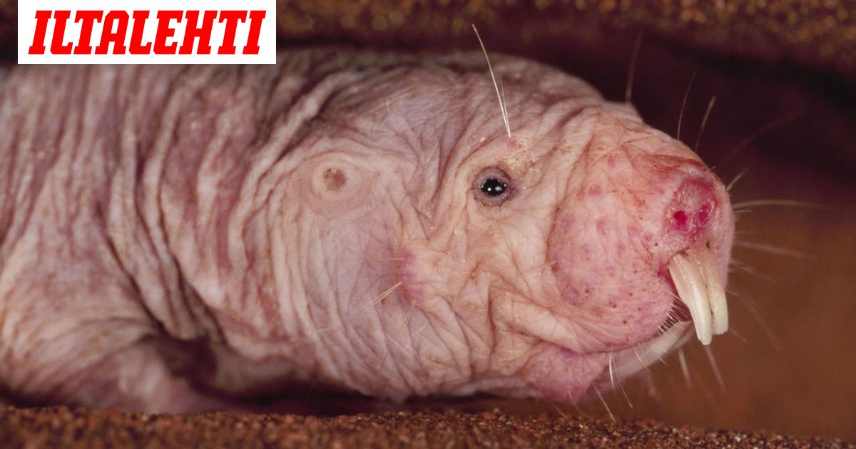 Tiedemiehet hämmästyivät: Kaljurotta pystyy elämään ilman happea