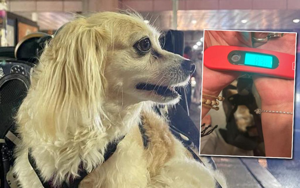 Kati joutui maksamaan tuhansia euroja koiran pienen ylipainon vuoksi – ”Epä­inhimillistä”