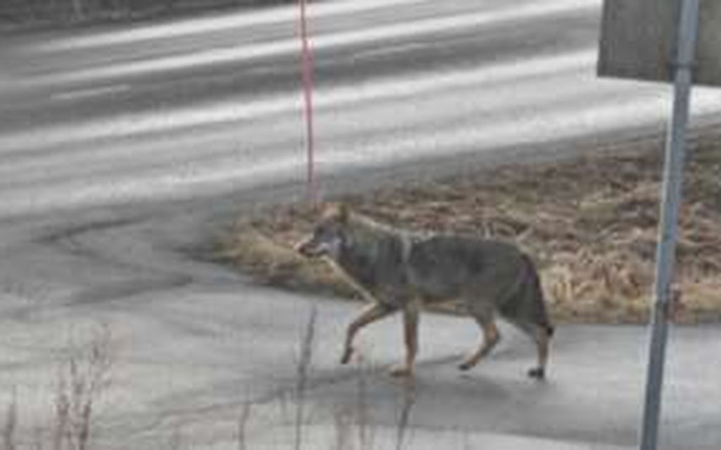 Susi liikkeellä lapsiperheiden alueella Nokialla