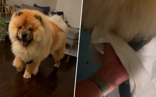 Australialais­nainen löysi koiransa rinnasta jotain epätavallista – syy alkoi naurattamaan