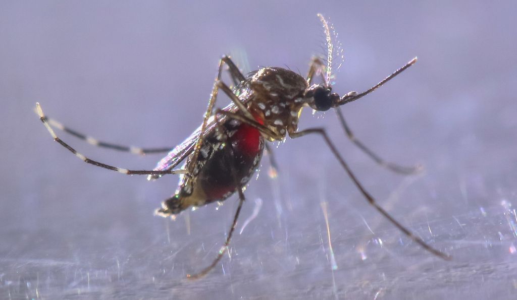 Floridaan vapautetaan lähes miljardi geenimuunneltua hyttystä – ympäristöjärjestöt varoittavat 