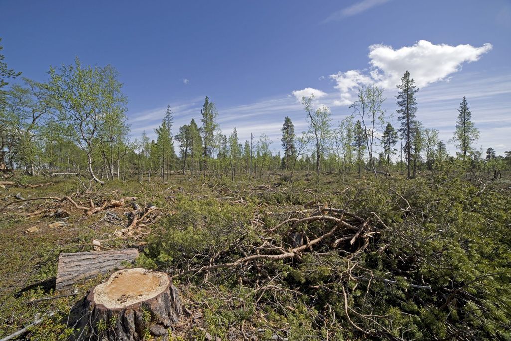 Greenpeace: Metsäyhtiö hakkasi yli 400-vuotiasta luonnonmetsää Inarissa