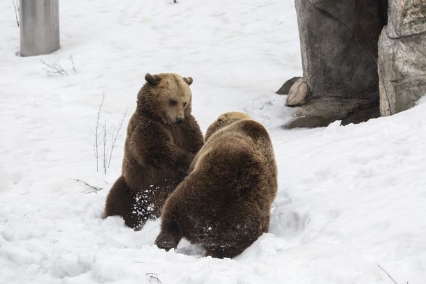 Karhut heräsivät virkeinä talviuniltaan.