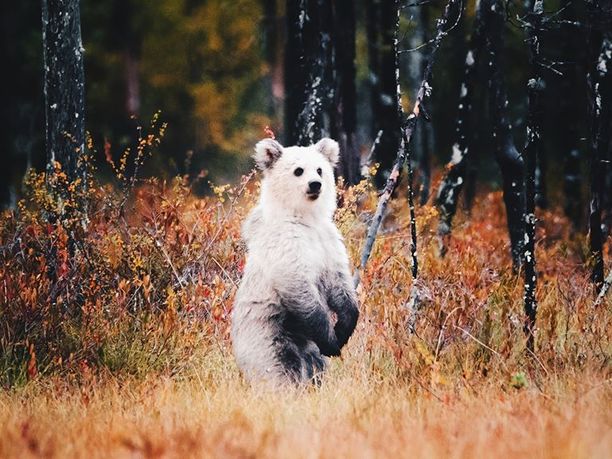 Lähes kokonaan valkoisella karhunpennulla on tummempaa ainoastaan mahanalusessa, käpälissä ja silmänympäryksissä.