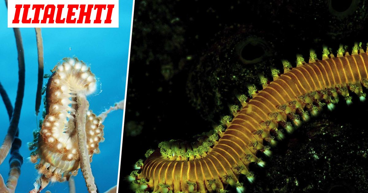 Italian rannikko täyttyy lihansyöjämadoista, jotka voivat sokeuttaa ...