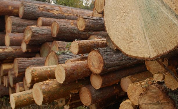 Metsähallitus vaati suuria vahingonkorvauksia Stora Ensolta, Metsäliitolta ja UPM-Kymmeneltä alihintaisista raakapuukaupoista. Kuvituskuva.