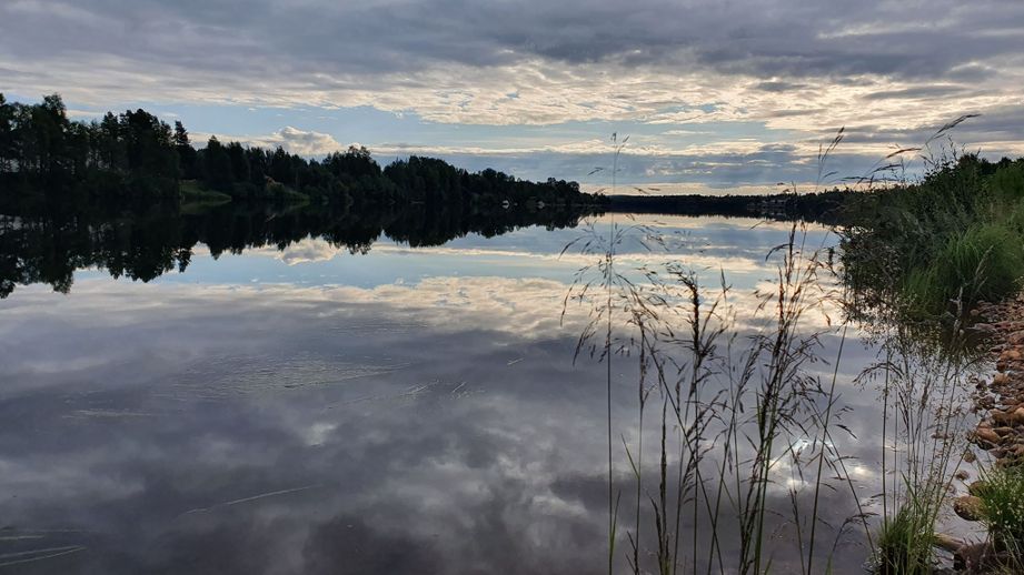 Ular uni rusning mushukiga tiqdilar