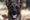 Kuollut Täsmä oli belgianpaimenkoira malinois. Kuvituskuvan koira ei liity tapaukseen.
