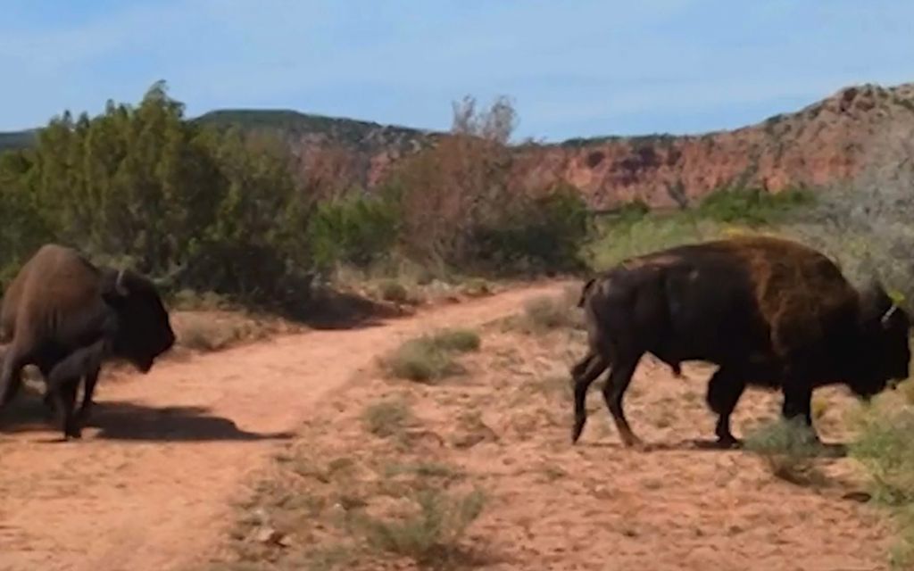 ”Olin aivan liian lähellä”: Biisonin karmea hyökkäys tallentui videolle Texasissa