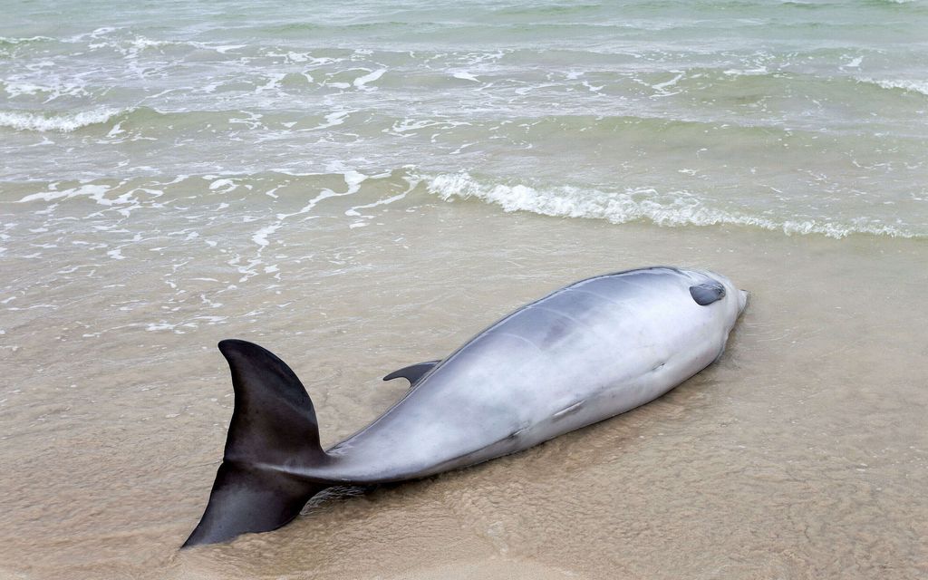 Joku ampui nuoren delfiinin Yhdysvalloissa