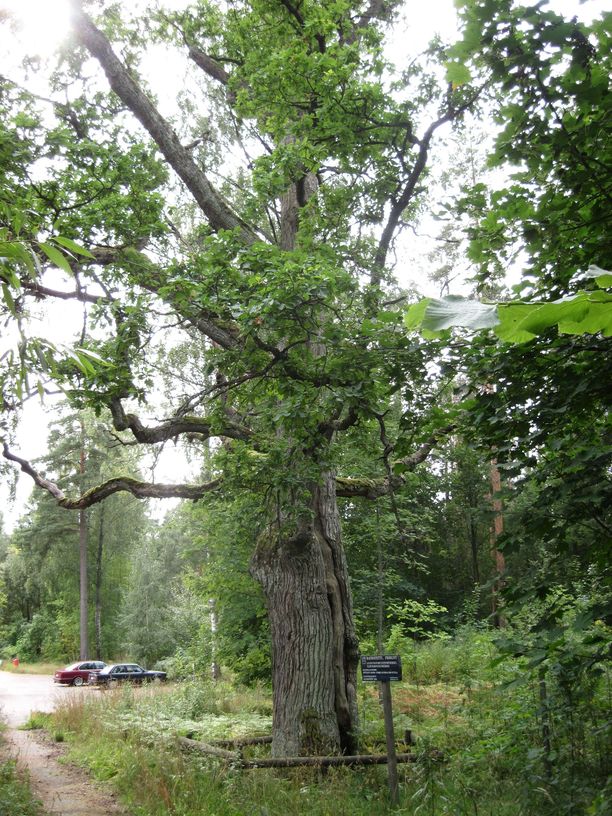 Suomen suurin, paksuin ja korkein puu: puuennätyksiä