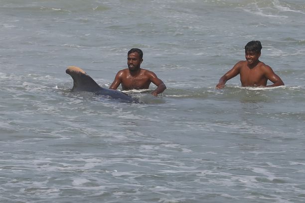 Ihmisiä auttamassa valaita takaisin veteen Sri Lankassa marraskuussa 2020.
