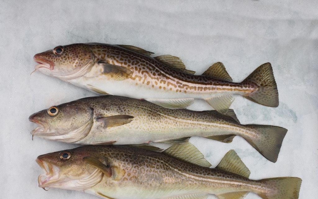Kotkassa kalastettiin harvinainen turska – Tutkija: ”Kanta voi historiallisen huonosti”