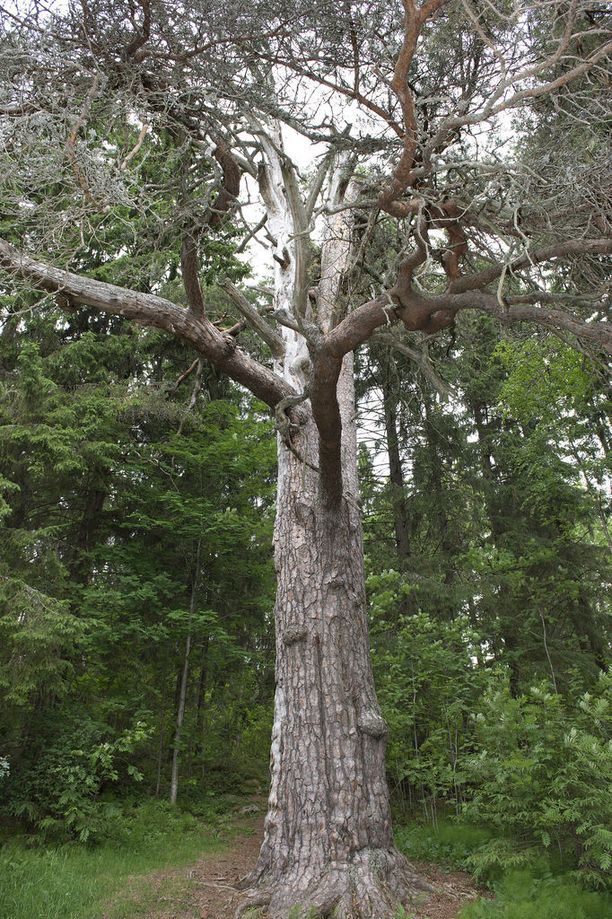 Hämeenkyrössä sijaitseva Timin mänty on yksi aikoinaan pyhänä pidetty puu Suomessa.