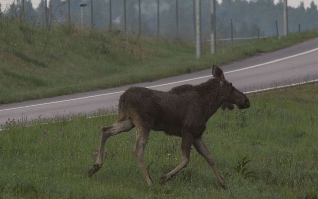 Hirvi moottoritiellä Turussa