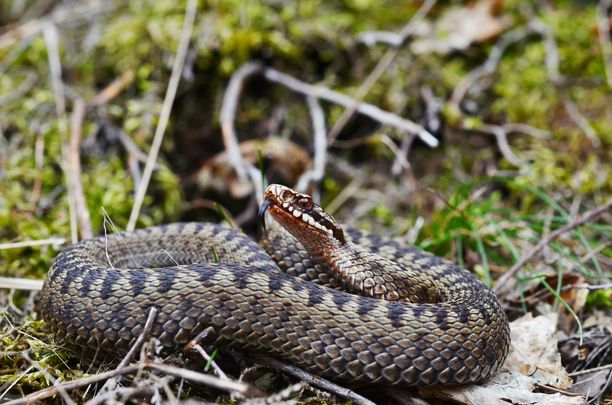 Kyykäärmettä esiintyy koko Suomessa. Poista pihalta kivikasat ja risuröykkiöt ja pidä nurmikko lyhyenä.