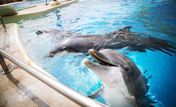 Iäkkään Veera-delfiinin siirtoaikeista ei ole luovuttu.