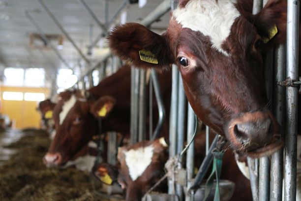 Mitä enemmän lehmä syö ja ja ulostaa, sitä isommat päästöt sillä on. Arkistokuva.