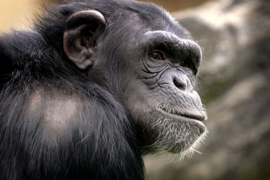 Tiesitkö? Simpanssitkin soittelevat videopuheluita – eläintarhojen yhteistyö kuin villein reality
