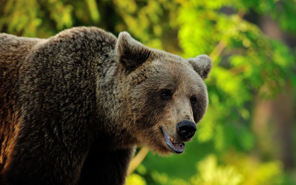 Metsästys­reissu sai karmean käänteen: Karhu hyökkäsi kimppuun – Kaveriaan ampuneet välttivät syytteet