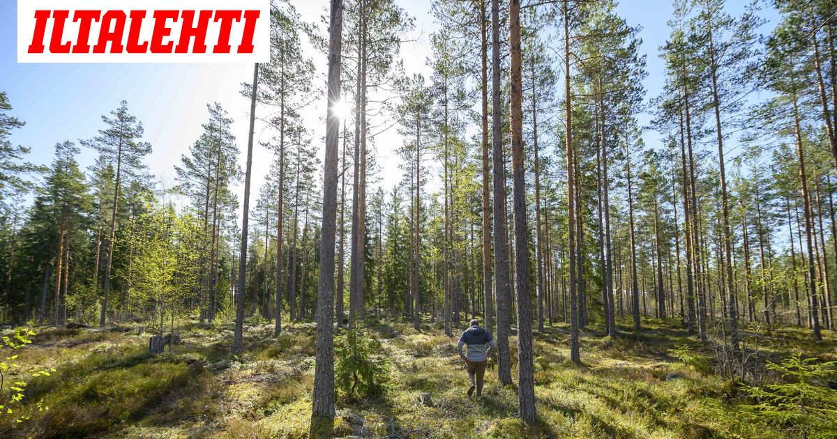 Suomen hiilinielu pienenee metsien kasvusta huolimatta