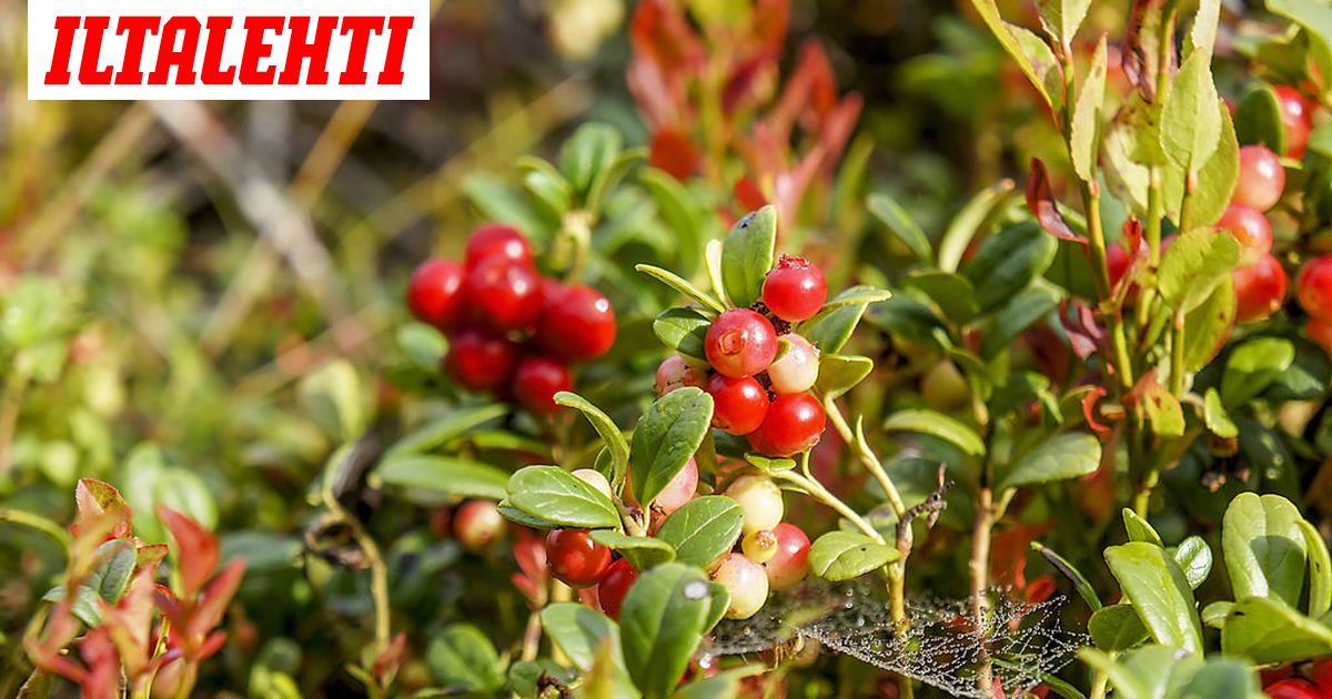 Tiedatko Mihin Hieman Raakojakin Marjoja Voi Kayttaa Nappaa Tasta Ohje Hyytelon Valmistukseen