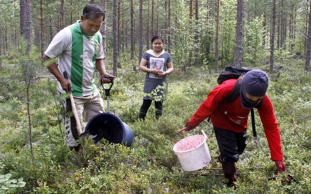 STT: Suomen marjakriisi jatkuu – Seuraavaksi neuvottelevat Suomen ja Thaimaan ministerit