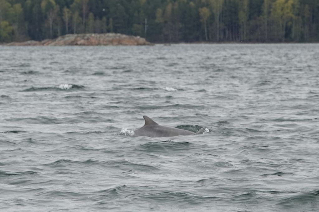 Ministeriöltä delfiiniohjeet: vältä verkkokalastusta, ei lähesty suoraan edestä tai takaa