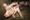 Satakuntalaisessa jättisikalassa lattian peitti märkä liete, kuten tässä sikalassa Ranskassa.
