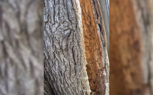 Jenkkinainen teki hämmästyttävän löydön puunrungosta – kissa johdatti perille