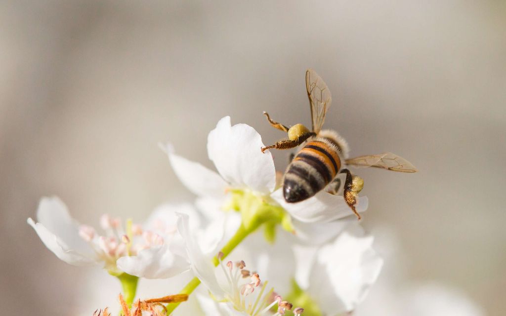 Mehiläinen haistaa syövän