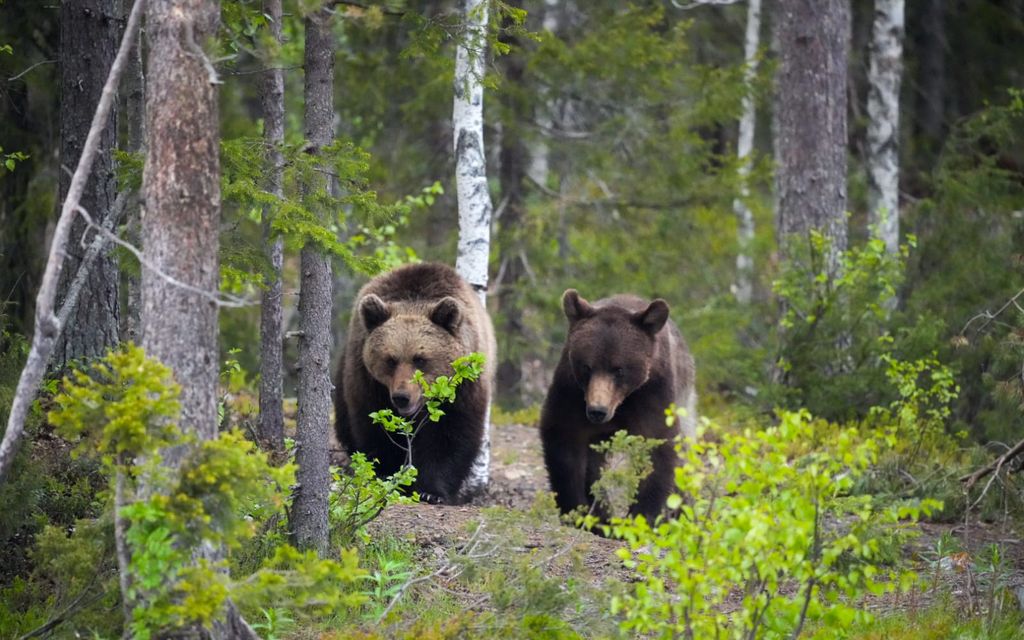 Karhut parittelivat ja Keijo kuvasi – Tällaisia otoksia näkee todella harvoin