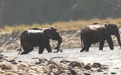 Norsuemon surullinen teko