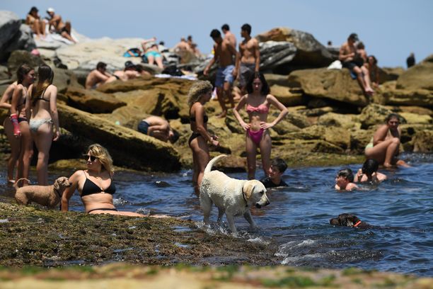 Ihmiset ja koirat hakivat vedestä viilennystä Bondi Beachilla Sydneyssä lauantaina.