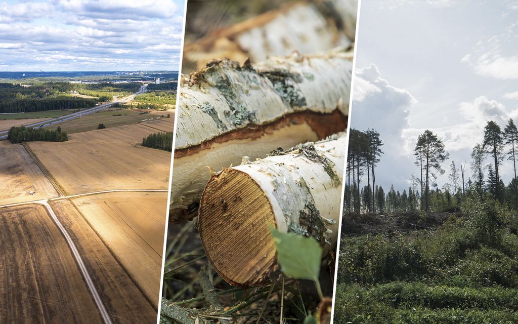 Suomen metsissä tapahtuu nyt jotain täysin poikkeuk­sellista – vaikutuksia myös metsän­omistajille
