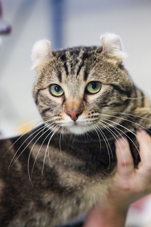 Simpsons sarja kuva porno putki