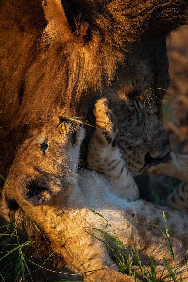 Tämä kuvasarja osuu sydämeen - kuin tosielämän Mufasa ja Simba